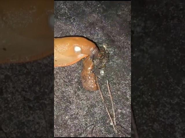 cannibal slug