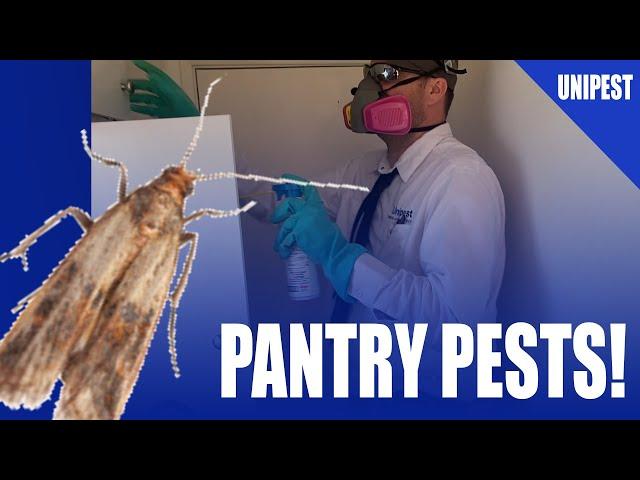 How to Eliminate Indian Meal Moths like a Pro! DIY Pantry Pest Control