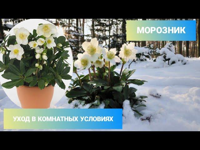 МОРОЗНИК / РОЖДЕСТВЕНСКАЯ РОЗА / Уход в комнатных условиях