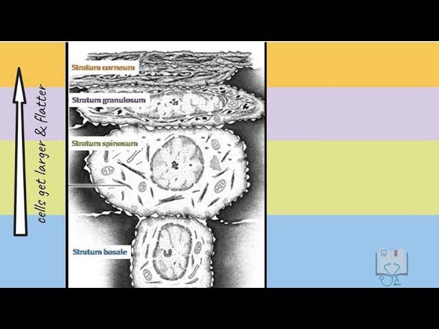 Keratinized Epithelium (Oral Epithelium)