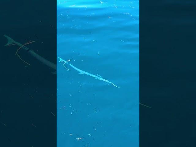 Can you guess this fish species?? #fishing #fish #seafood