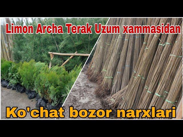 Limon Archa Terak Uzum..... ko'chat narxlari | Ko'chat bozor narxlari Bog'dod