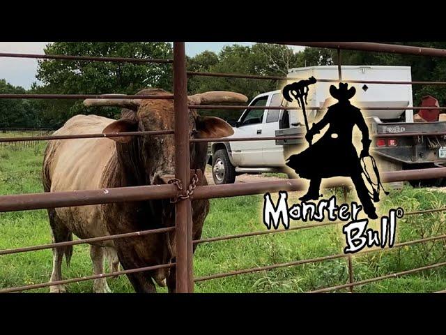 Sights and Sounds of Berry Ranch... A lot of Bull!