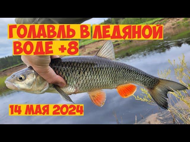 ГОЛАВЛЬ в ЛЕДЯНОЙ ВОДЕ! ПРОВОДКИ, МЕСТА, ТАКТИКА! Рыбалка на голавля в мае! Весенний голавль 2024!