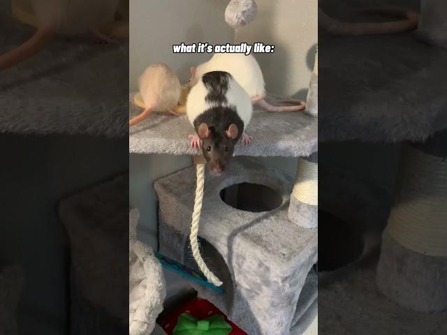 Pet Rats - Expectation vs Reality