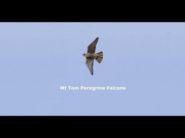 Mt Tom Peregrine Falcons