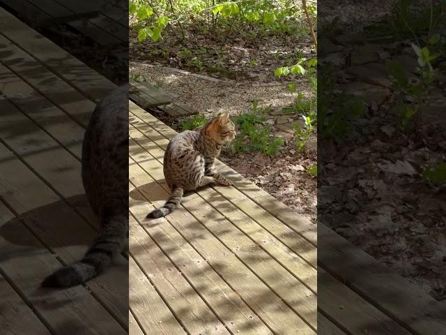 Забрел нахальный котейка