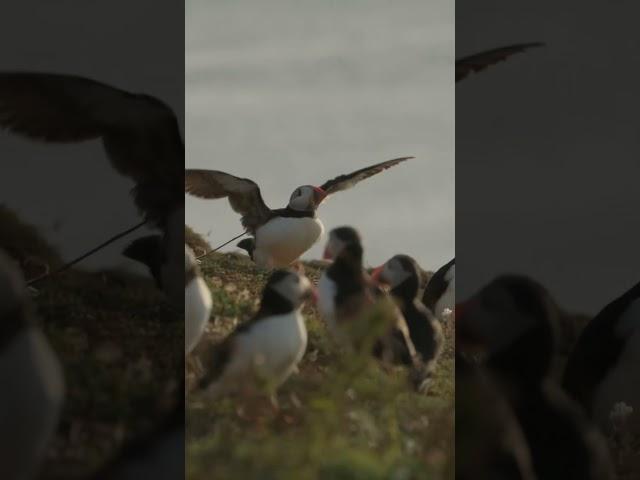 ||Perfect landing || #love #birds #nature #travel #fly