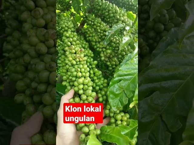 lajuran lokal #kopi #kopiindonesia #robusta #klonandalan #pertanian #perkebunan #skpkm#kopista