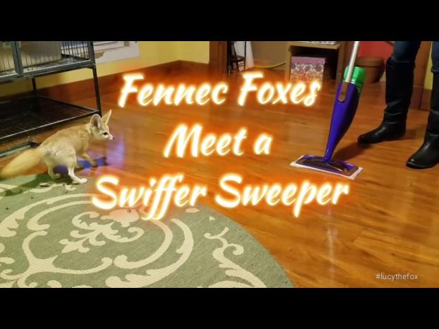 Fennec Foxes Meet a Swiffer Sweeper