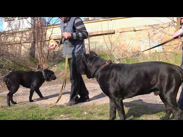 ОГРОМНЫЙ Маркус и Хеннеси. Кане Корсо. Cane Corso. Marcus and  Henessya.