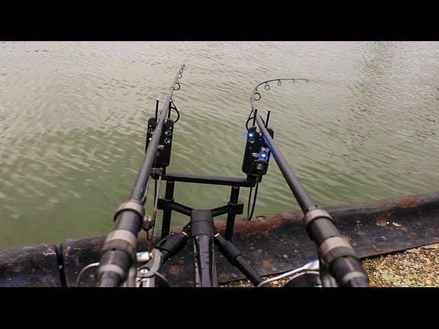 Carp Run Compilation! #freestylefishing Part I