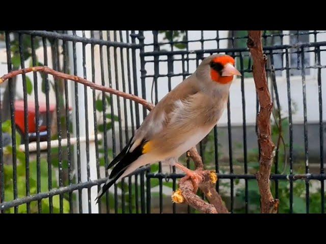 SAVA SAYRSHI ЩЕГОЛ ПОЕТ GOLDFINCH SINGS