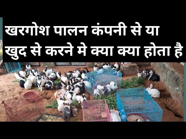 rabbit farming  / Khargosh farming / Khargosh palan  / rabbit farming in India