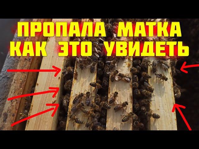 Как узнать есть ли матка в улье осенью когда в семье нет расплода. Как ведут себя пчелы без матки