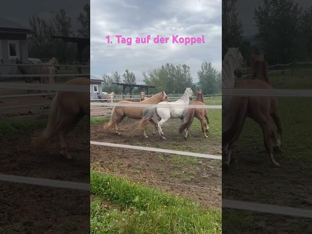 Snow darf zum 1️⃣. Mal auf die Koppel  #appaloosa