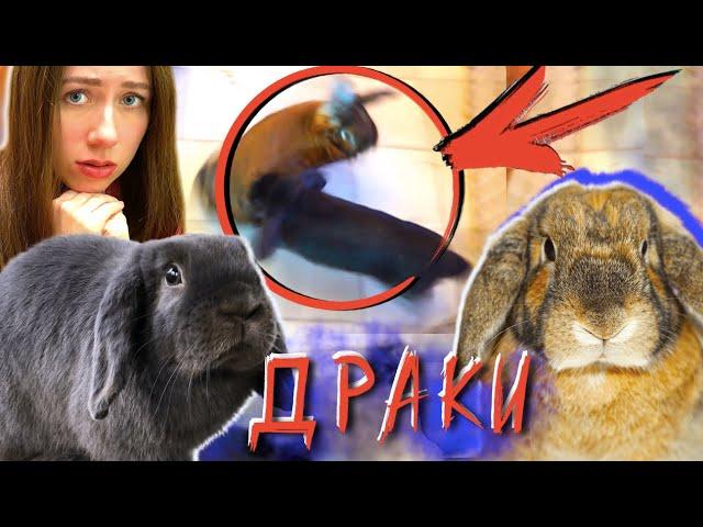 ВСЕ ДРАКИ и СВИДАНИЯ МОИХ КРОЛИКОВ - Все Серии - Дом Призрак | Elli Di Pets