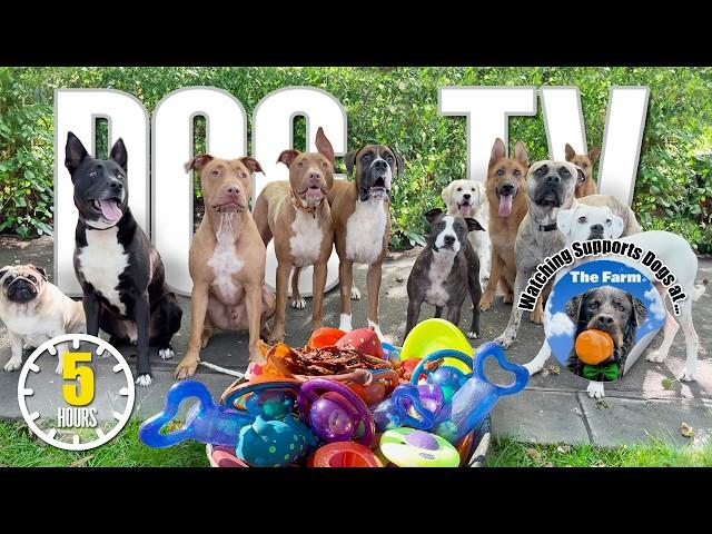 Entertaining Doggy Daycare TV - Ultimate Dog Video for Dogs To Watch - Dog Sounds Barking Squeak Toy