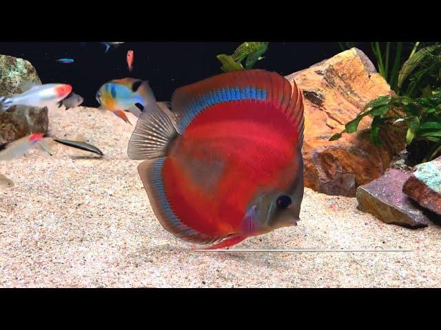 The Enchanting Angels by Amit Devare. Gorgeous Blue Rim Red Cover Discus