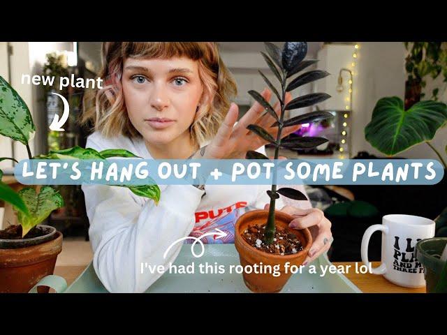 chatty repot with me   life chats, my container garden, reading updates, etc