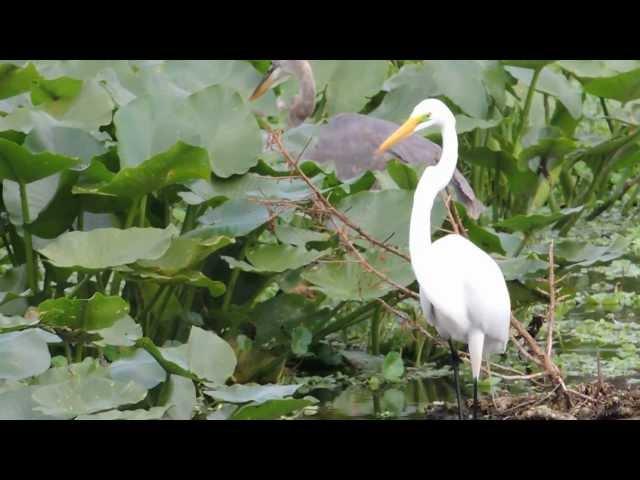 Great Egret Fishing6