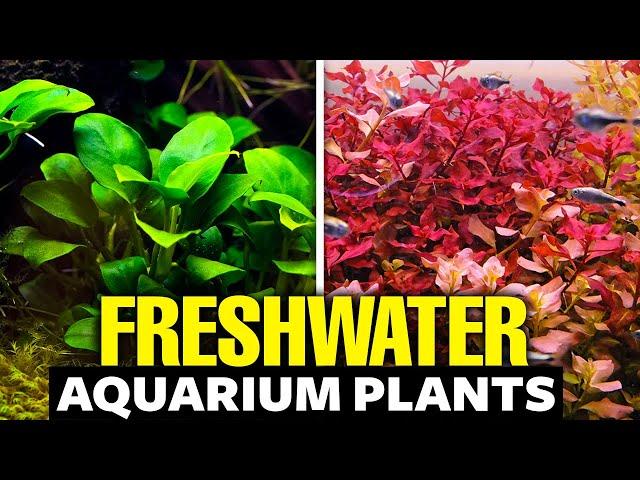 The 30 BEST Freshwater Aquarium Plants