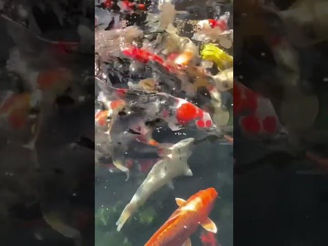 My Pond is FULL of Koi Fish!