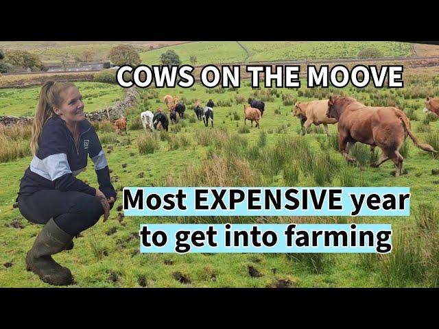 COWS on the mooove! Expensive year to get into farming