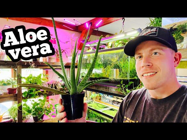 Aloe Vera Plant Care for Indoor Growing