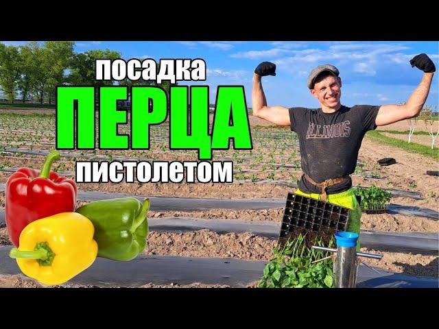 посадка ПЕРЦА в открытый грунт