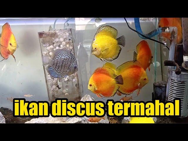 ikan discus termahal koleksi ikan discus