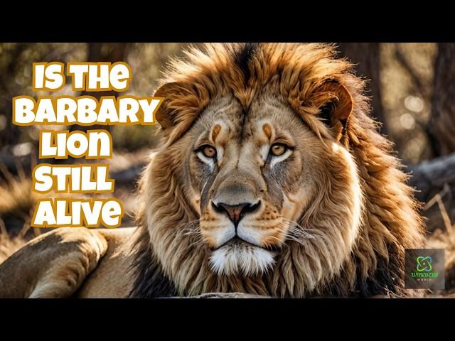 Is the Barbary Lion Still Alive | Wonders World