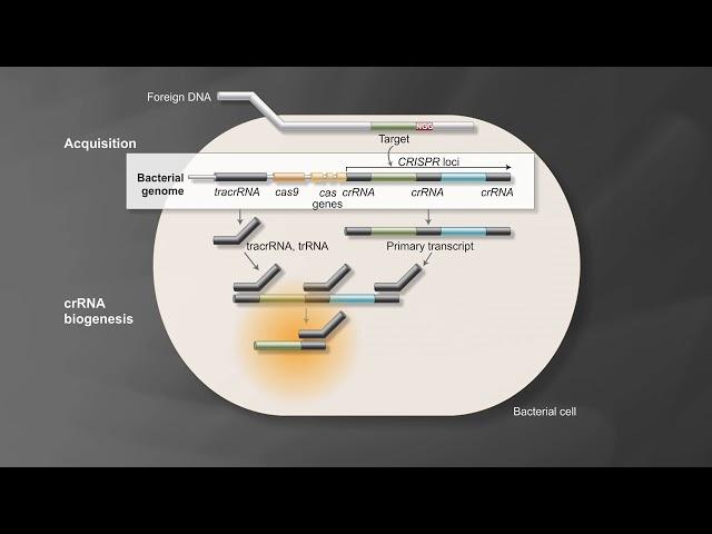 Bacterial Adaptive Immunity with CRISPR/Cas9