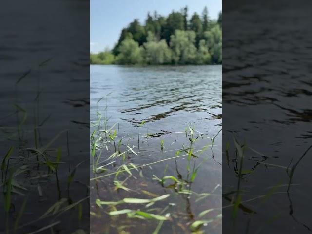 Такое короткое и долгожданное северное лето #север #лето2025