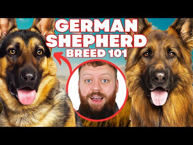 Is The German Shepherd The Perfect Dog Breed For You?