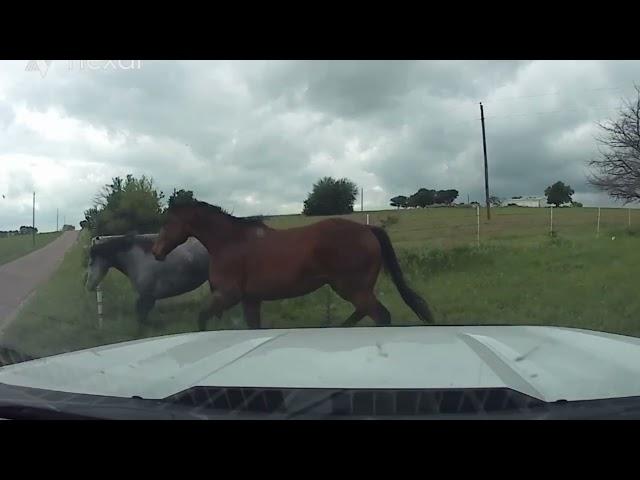 Catching Loose Horses On The Road - Five Horses Escape