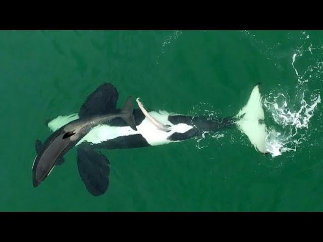 WILD KILLER WHALES SEXUAL BEHAVIOUR