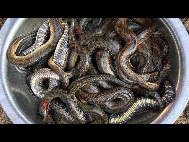 Unbelievable Cooking Snake eat with chili sauce - Cook water Snake for delicious Food