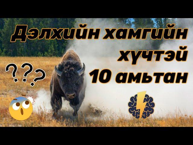 Дэлхийн хамгийн хүчтэй 10 амьтан