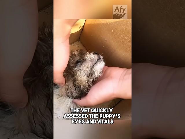 This puppy was rescued by the vet!