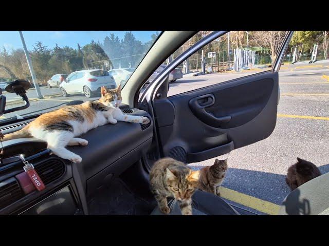 When stray cats see my Car door open, they want to get in the Car and Go Home with me.