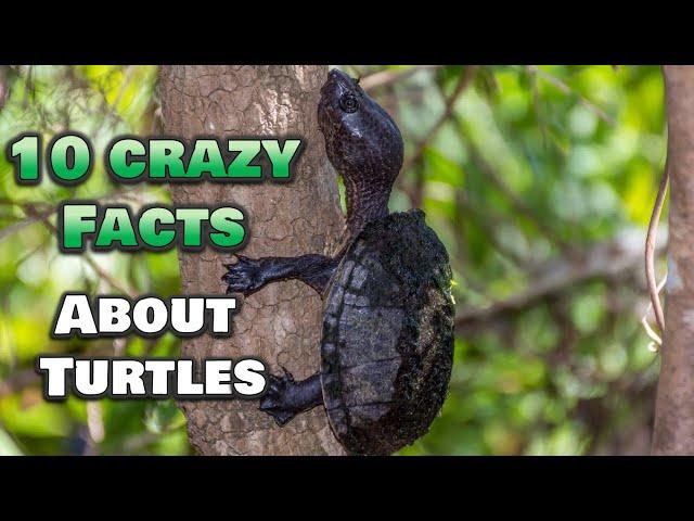 10 CRAZY Fun Facts You Didn’t Know About Turtles!