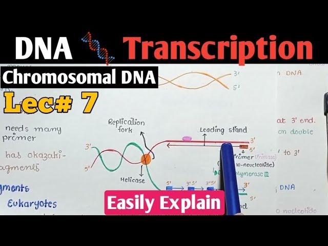 DNA Transcription In Urdu Hindi | From DNA To RNA