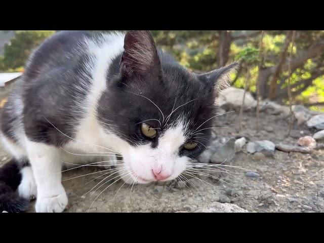 Цветы, лисички и котики.