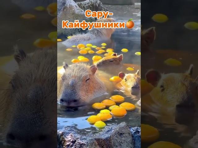 Кайфушники  #капибара #рек #хочуврек #топ