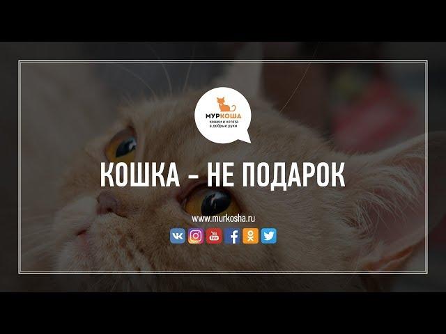 Кошка - не подарок (приют для кошек "Муркоша")