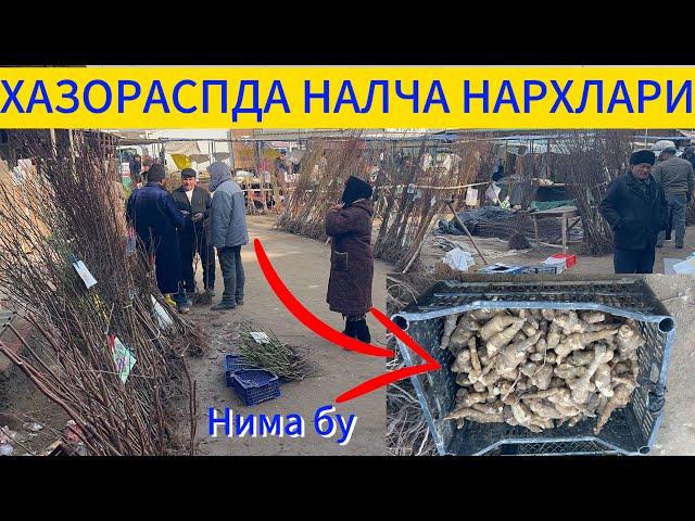 ХАЗОРАСП БОЗОРИДА НАЛЧА НАРХЛАРИ 08 03 25 г