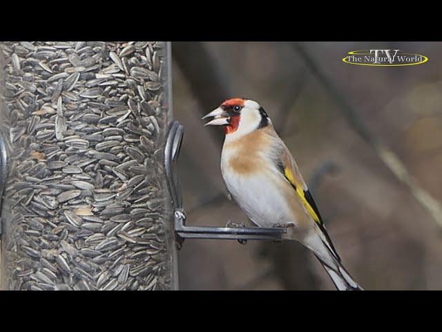 Голоса птиц "Щегол" (Carduelis carduelis).#Голоса #птиц #Щегол #Carduelis #carduelis #natural #world