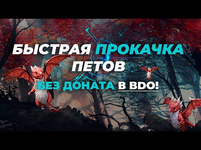  Как получить бесплатно питомцев BDO Питомцы без доната / BDO петы / Black Desert питомцы 4 ранг