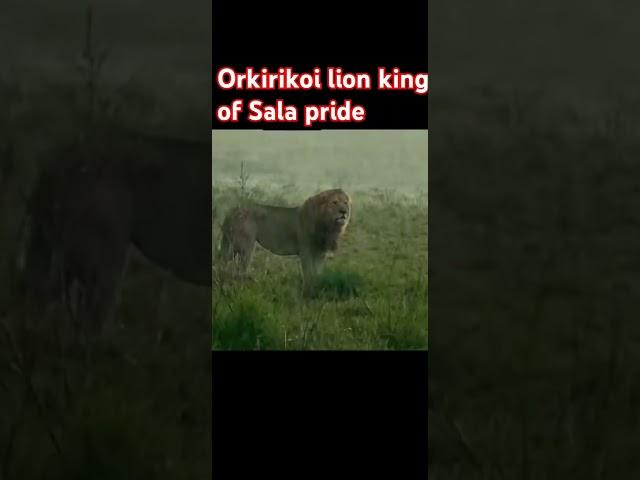 Orkirikoi the legendary king of Salas lion pride.